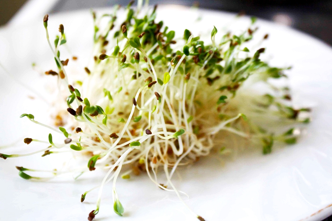 เมล็ดอัลฟาฟ่า - Organic Alfalfa Seeds