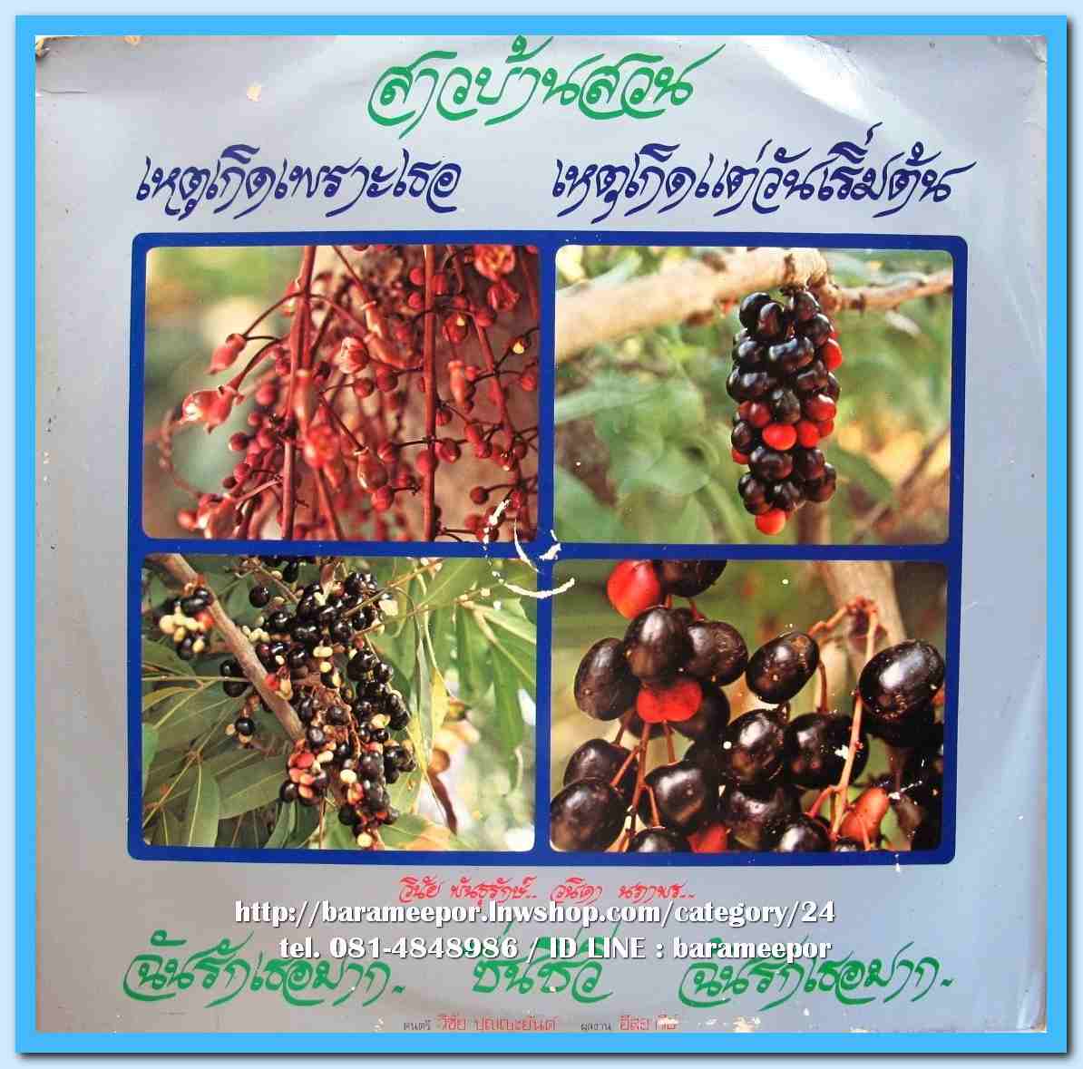 วินัย พันธุรักษ์ วนิดา นภาพร ชุด ชำมะเลียงเคียงใคร ผลงานเพลง อีสอารีย์ ดนตรี วิชัย ปุญญะยันต์