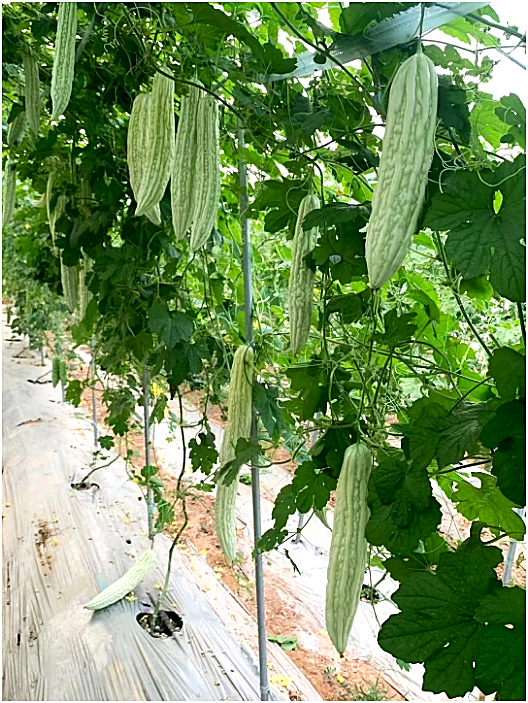 เมล็ดพันธุ์ มะระขาว ญี่ปุ่น - White Bitter Gourd Seed