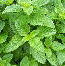 เลม่อนบาล์ม (สะระแหน่ฝรั่ง) - Lemon Balm