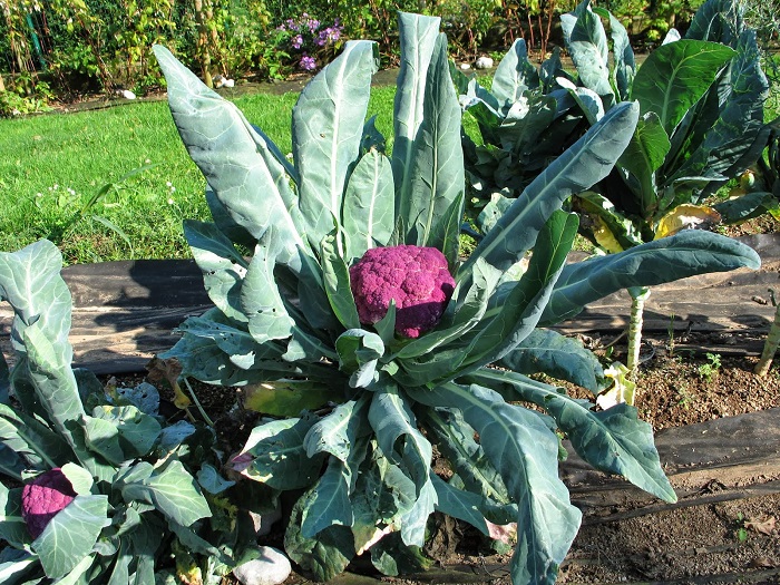 กะหล่ำดอกสีม่วง - Graffiti Purple Cauliflower F1