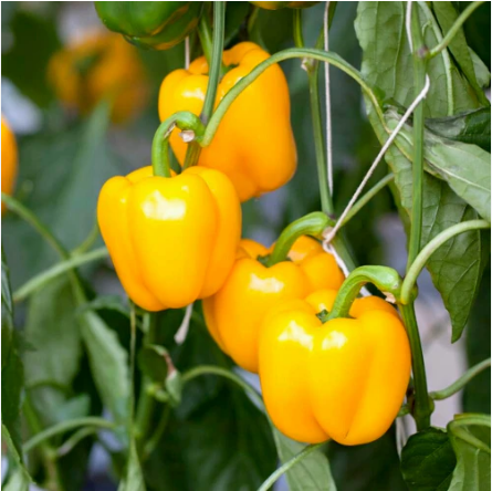 เมล็ดพันธุ์ พริกหวานจิ๋ว สีเหลือง Mini Bell Yellow Sweet Pepper Seed