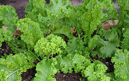 ผักกาดเขียวใบหงิก - Southern Giant Curled Mustard