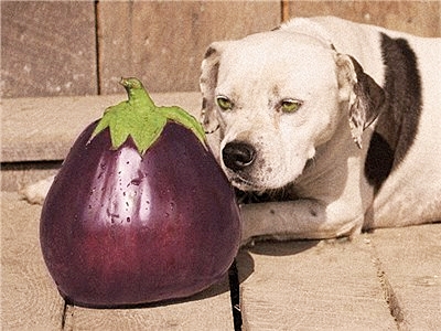 มะเขือยักษ์ แอสแวด - Aswad Giant Eggplant
