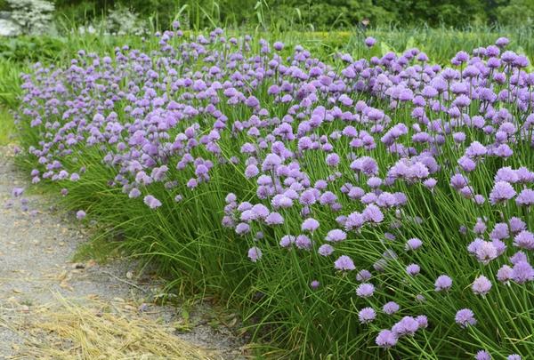 ต้นหอมฝรั่ง(ไชว์ส) - Common Chives