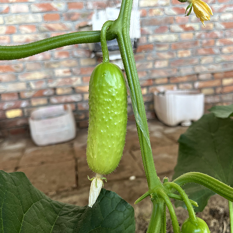 เมล็ดพันธุ์ แตงกวา โกลเด้นนักเก็ต Golden Nugget Cucumber F1 Seed