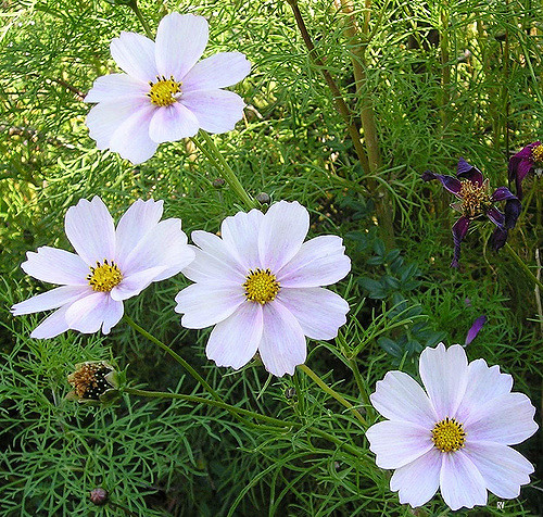 (Whole 1 Oz) ดาวกระจายสีขาว - White Cosmos Flower