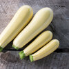 เมล็ดพันธุ์ ซูกินี ชิฟฟอน Chiffon F1 Zucchini Squash Seed