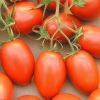 มะเขือเทศโรม่า วีเอฟ - Roma VF Tomato
