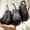 มะเขือม่วงญี่ปุ่น มิโตโย - Mitoya Eggplant