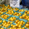 มะเขือเทศโกลด์นักเก็ท - Gold Nugget Tomato Seed