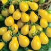 มะเขือเทศลูกแพรสีเหลือง - Yellow Pear Tomato
