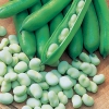 ถั่วปากอ้า - Fava Broad Windsor Bean