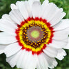 (Whole 1 Oz.) เพ้นท์เดซี่ - Painted daisy Seed