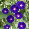 ดอกมอนิ่งกลอรี แกรนด์ป้า อ๊อด - Grandpa Ott Morning Glory