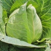 กะหล่ำบัว - Early Jersey Wakefield Cabbage