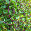 ผักปลังแดง - Red Malabar Spinach