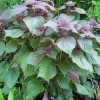 ชิโซะสีม่วง - Purple Shiso