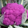 กะหล่ำดอกสีม่วง - Graffiti Purple Cauliflower F1