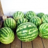 แตงโมคิมสันสวีท - Crimson Sweet Watermelon
