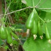 บวบหอมพวง - Bunch Sponge Gourd