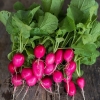 เรดิส เลดี้สลีพเปอร์ - Lady Slipper Radish
