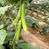 เมล็ดพันธุ์ แตงกวา ดัชเชสครีม Duchess Cream Cucumber F1 Seed