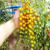 มะเขือเทศ เคอเร้น เยลโล่ - Currant Yellow Tomato