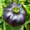 มะเขือเทศแบล็คบิวตี้ - Black Beauty Tomato