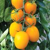 มะเขือเทศ โกลเด้นโรม่า - Golden Roma Tomato