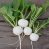 เรดิชเฮลสโตน - Hailstone White Radish