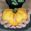 มะเขือเทศ แบนดี้ไวน์สีเหลือง - Yellow Brandywine Tomato