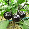 เมล็ดพันธุ์ มะเขือดำ วอร์ฮอซ War Horse Round Eggplant F1 Seed