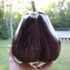 เมล็ดพันธุ์ มะเขือม่วง แบล็คบิวตี้ - Black Beauty Eggplant Seed