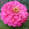 (Whole 1 Oz) ดอกบานชื่นสีชมพู - Pink Zinnia Flower