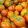 มะเขือตุรกี - Turkish Orange Eggplant
