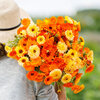ดอกคาเลนดูล่า คละสี - Mix Calendula Flower