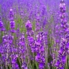 (Whole 1 oz) ลาเวนเดอร์ - English Lavender