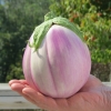 มะเขือโรซา - Rosa Bianca Eggplant