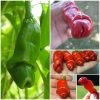 พริกกระจู๋ สีแดง - Red Peter Pepper