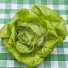 ผักสลัด บิบ - Bibb Lettuce