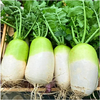 เมล็ดพันธุ์ แรดิช ชองดู เกาหลี Cheong Du Korean Radish F1 Seed