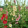 ดอกฮอลลี่ฮ็อคคละสี - Mixed Hollyhock Flower