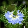 ดอกรักในหมอกสีน้ำเงิน - Blue Love in a mist Flower