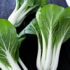 กวางตุ้งฮ่องเต้ก้านขาว - Canton Pak Choi