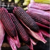 ข้าวโพดสีม่วงจีน เฮ่ยนัว - Heinuo Purple Corn F1