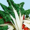 สวิสชาร์ตสีเขียว - Fordhook Swiss Chard