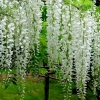 วิสทีเรียสีขาว - White Wisteria