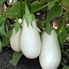 มะเขือขาวแคสเปอร์ - Casper Eggplant