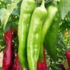 พริกยักษ์ ใหญ่ที่สุดในโลก - Big Jim Giant Pepper
